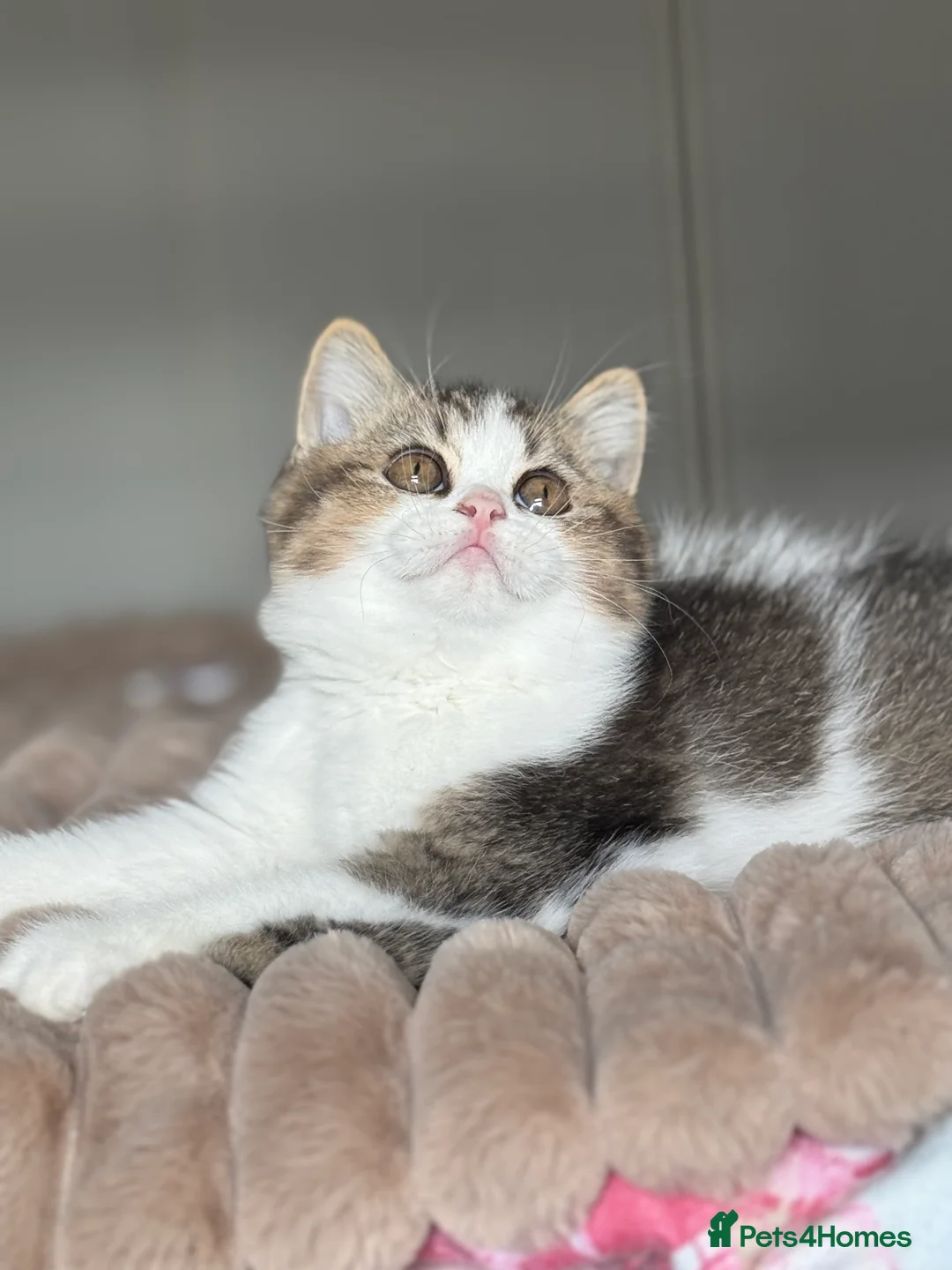 British Shorthair cats for sale: Two beautiful tabby bi colours brothers TICA reg  - Advert 8