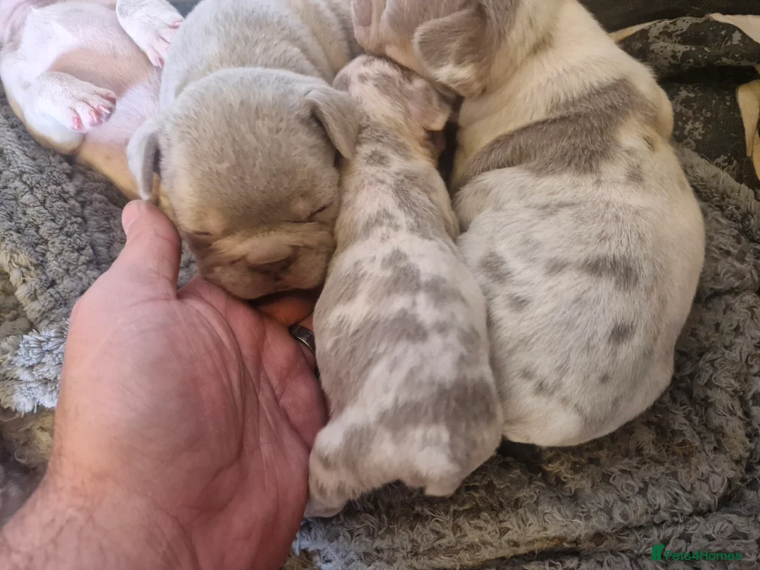 French Bulldog dogs for sale: Stunning dwkc merle french bulldogs  - Advert 32