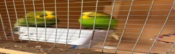 Budgerigars birds for sale: Budgies for sale  - Advert 4