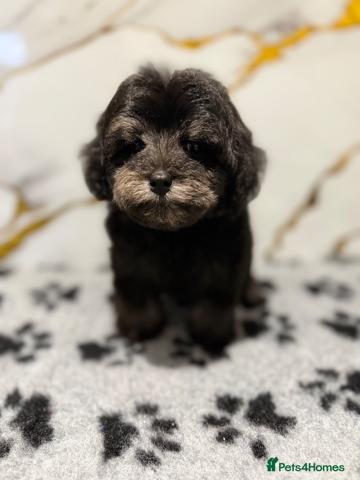 Schnoodle dogs 💫 OUTSTANDING DNA CLEAR FLUFFY SCHNOODLES 💫 - Advert 2