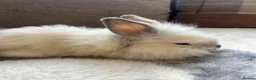 Mini Lop rabbits for sale: Beautiful friendly mini angora X mini lop babies   - Advert 5