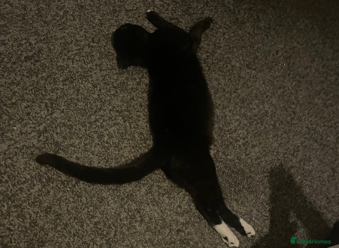 Mixed Breed cats for sale: *Free££* Beautiful brothers looking loving home - Advert 19