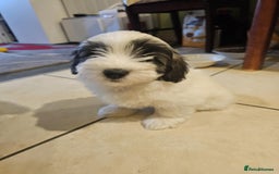Mixed Breed dogs for sale: Maltichon - Image 2