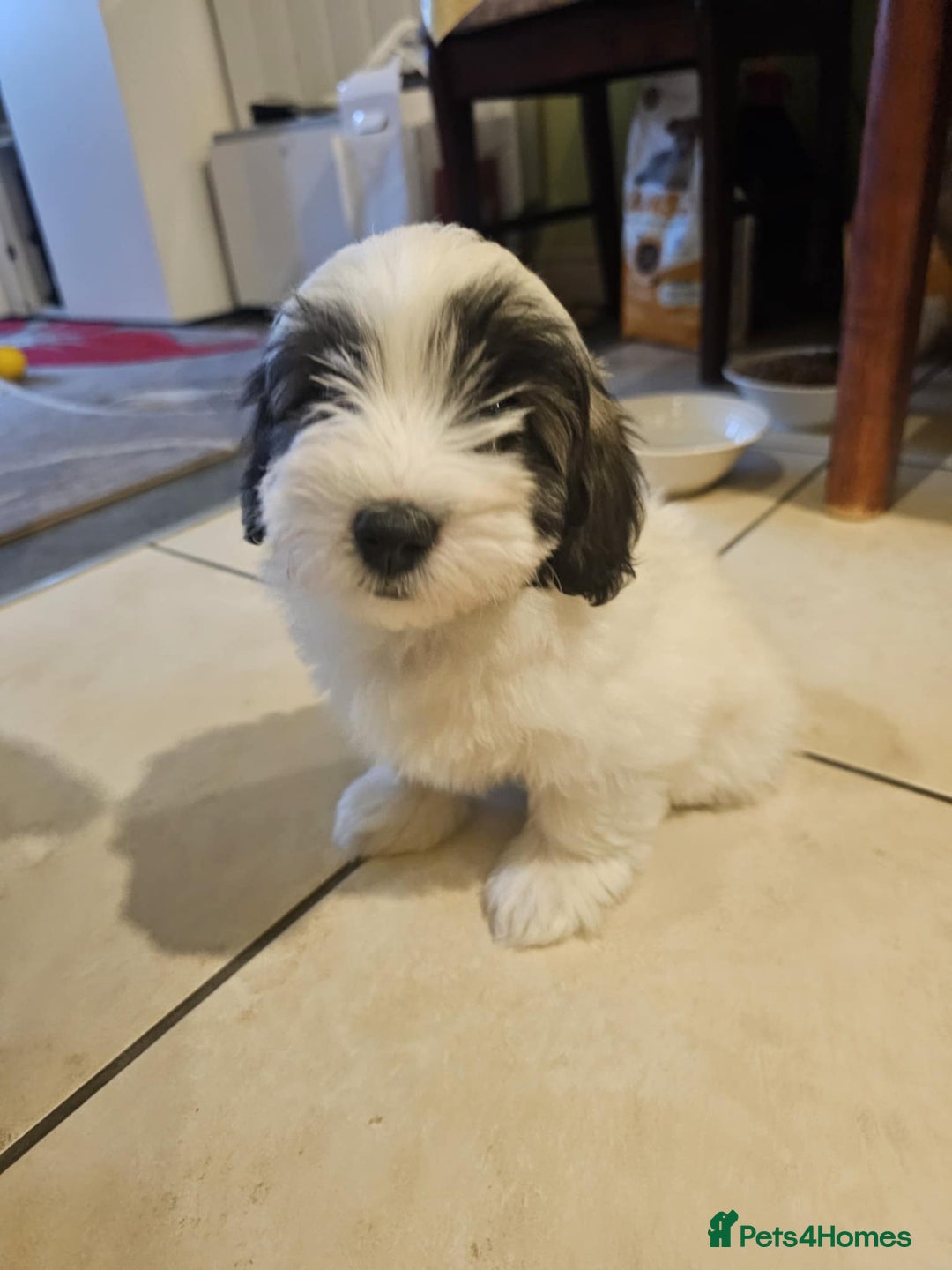 Mixed Breed dogs for sale: Maltichon - Image 2