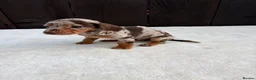 Miniature Dachshund dogs for sale: Dachshund puppies 2 boys 1 girl  - Advert 23