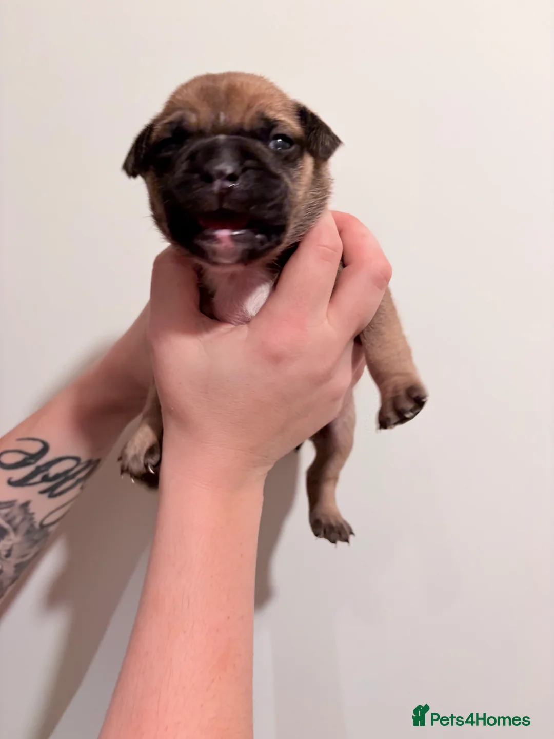Mixed Breed dogs for sale: 7 gorgeous rare French American Bulldogs - Advert 14