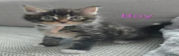 Maine Coon cats for sale: 3 Maine Coon kittens. - Advert 3
