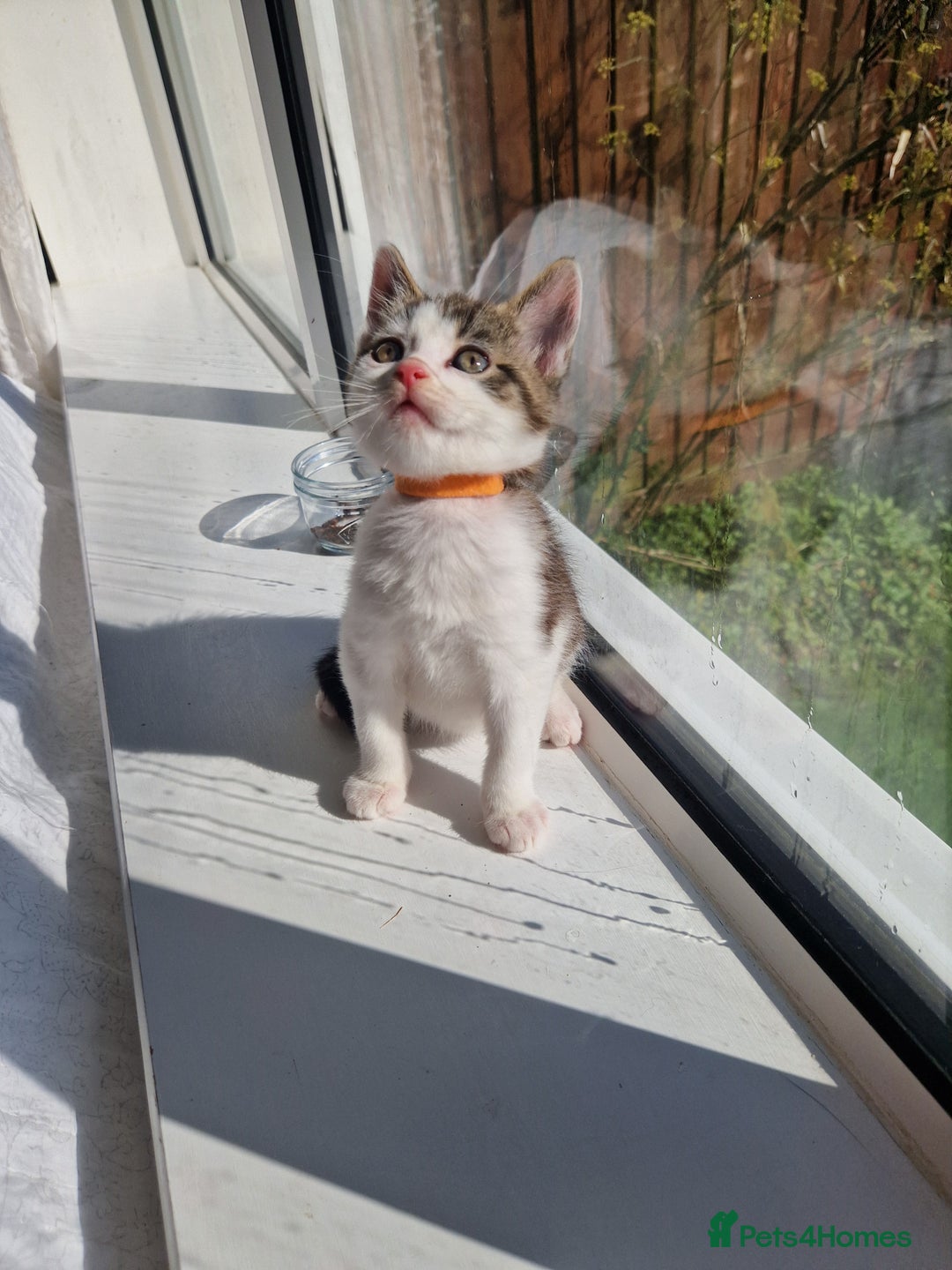 Domestic Shorthair cats for sale: Domestic shorthair kittens  - Image 19