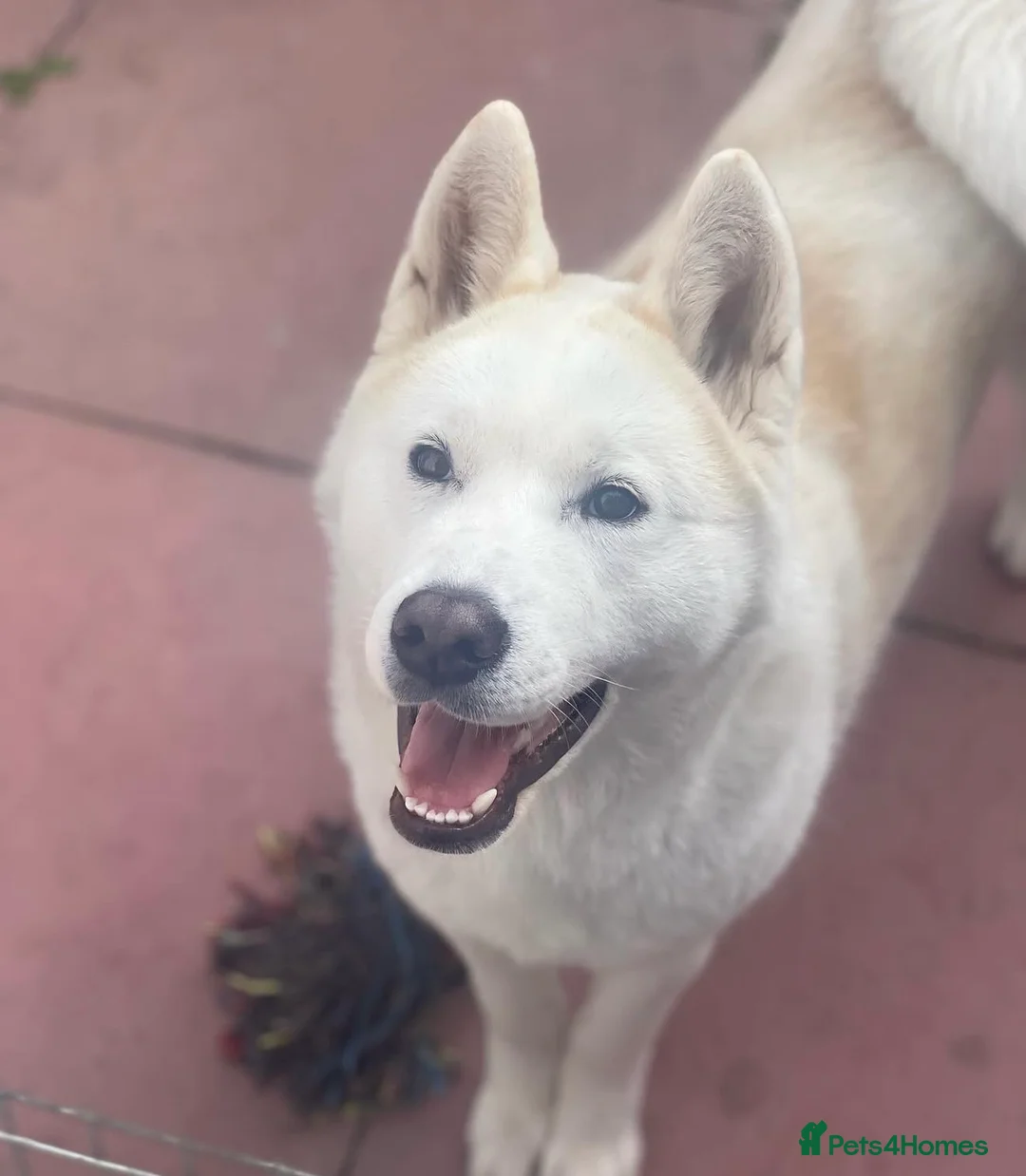 Japanese Akita Inu dogs for sale: LEO IS UP FOR SALE  in Tipton - Advert 2