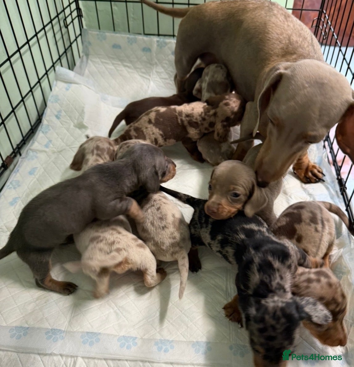Miniature Dachshund dogs KC Reg Miniature Dachshund Puppies  - Advert 3