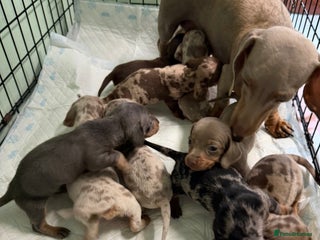 Miniature Dachshund dogs KC Reg Miniature Dachshund Puppies - Advert 3