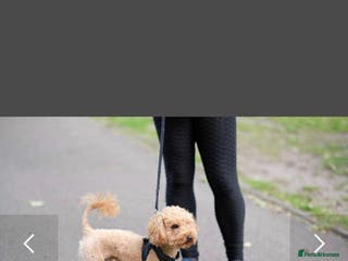 Toy Poodle dogs Toy Red Poodle Stud in Liverpool - Advert 13