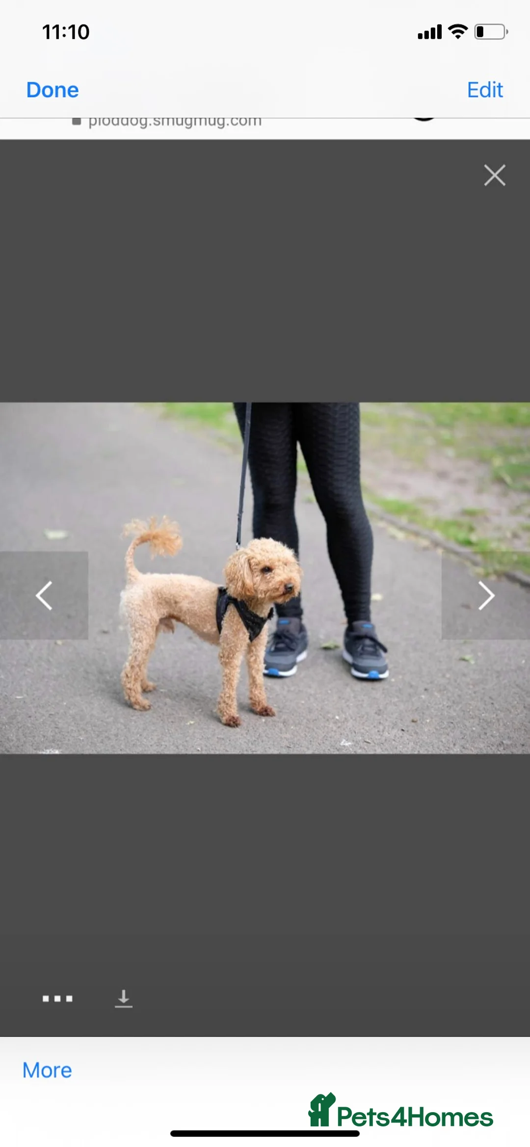Toy Poodle dogs for stud: Toy Red Poodle Stud in Liverpool - Advert 1