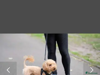 Toy Poodle dogs Toy Red Poodle Stud in Liverpool - Advert 13