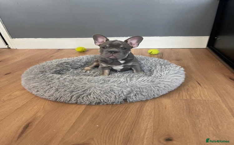 French Bulldog dogs - Advert 3
