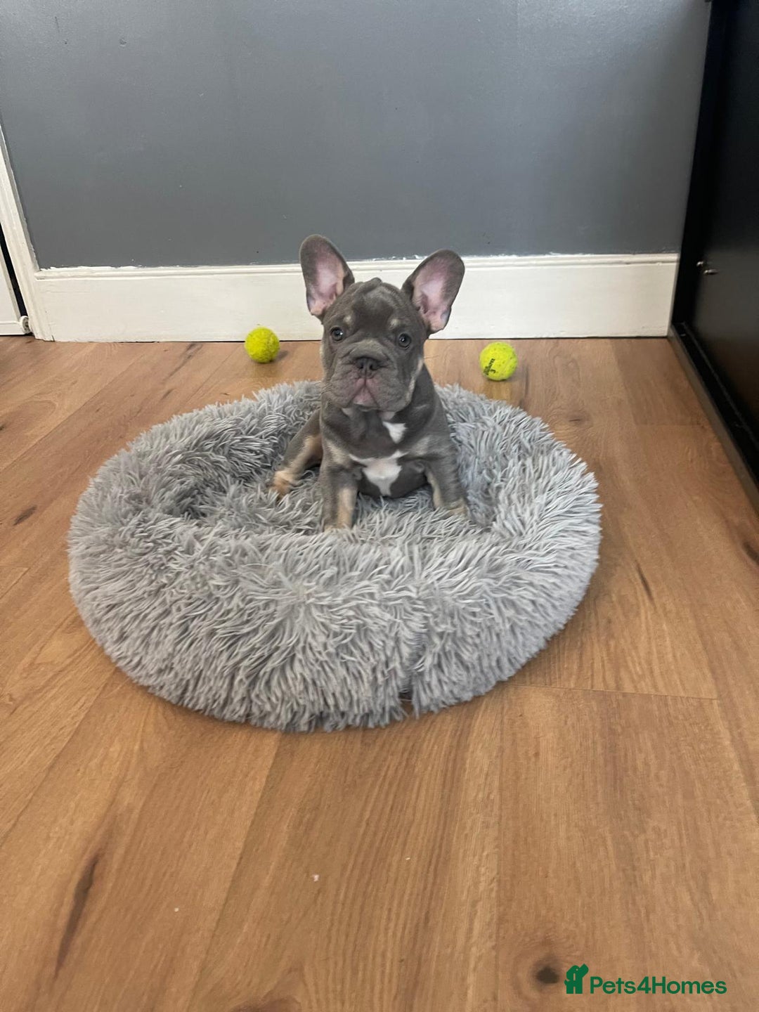 French Bulldog dogs for sale: Reduced Fench bulldogs open to closet offer - Image 1