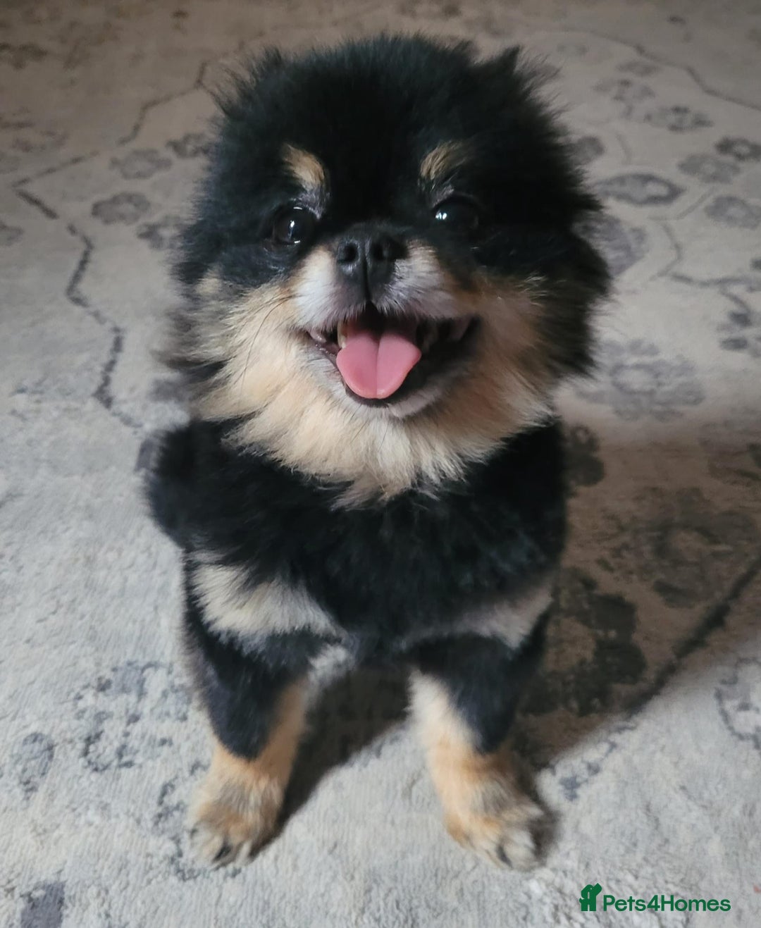 Pomeranian dogs for sale: Xs teddy face Pomeranian  - Image 20