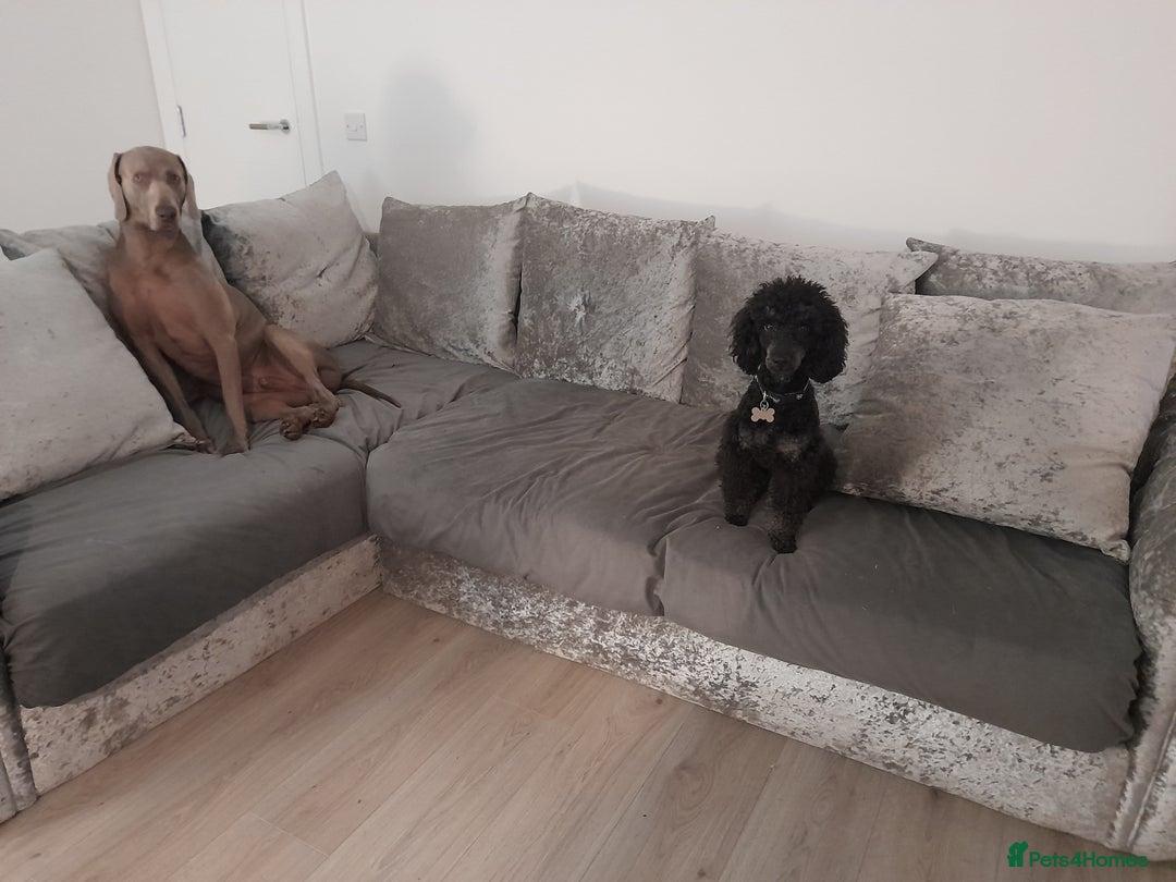 Weimaraner dogs for stud: GHOST Silver Weimeraner 3years Full Ped & Papers  - Image 10