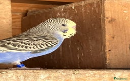 Budgerigars birds for sale: Aviary bred budgies for sale . - Image 5