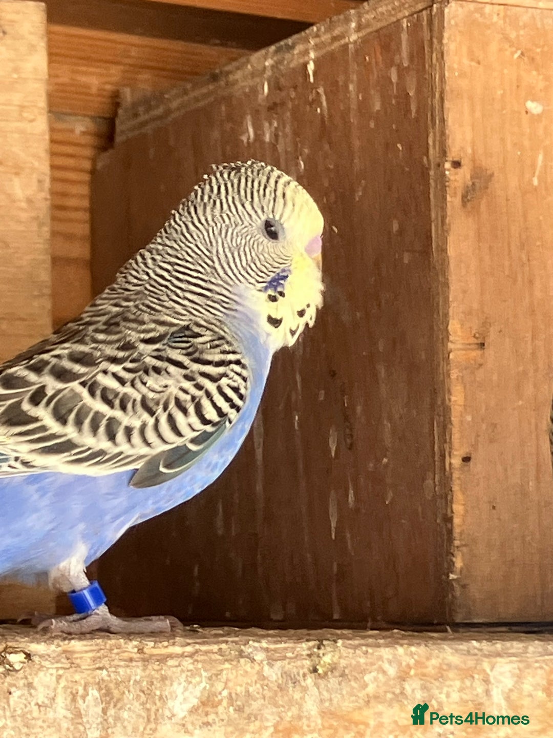 Budgerigars birds for sale: Aviary bred budgies for sale . - Image 5