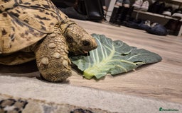 Tortoise reptiles for sale: Leopard Tortoise - Image 3