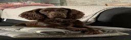 Cocker Spaniel dogs for stud: George  in Walsall - Advert 3