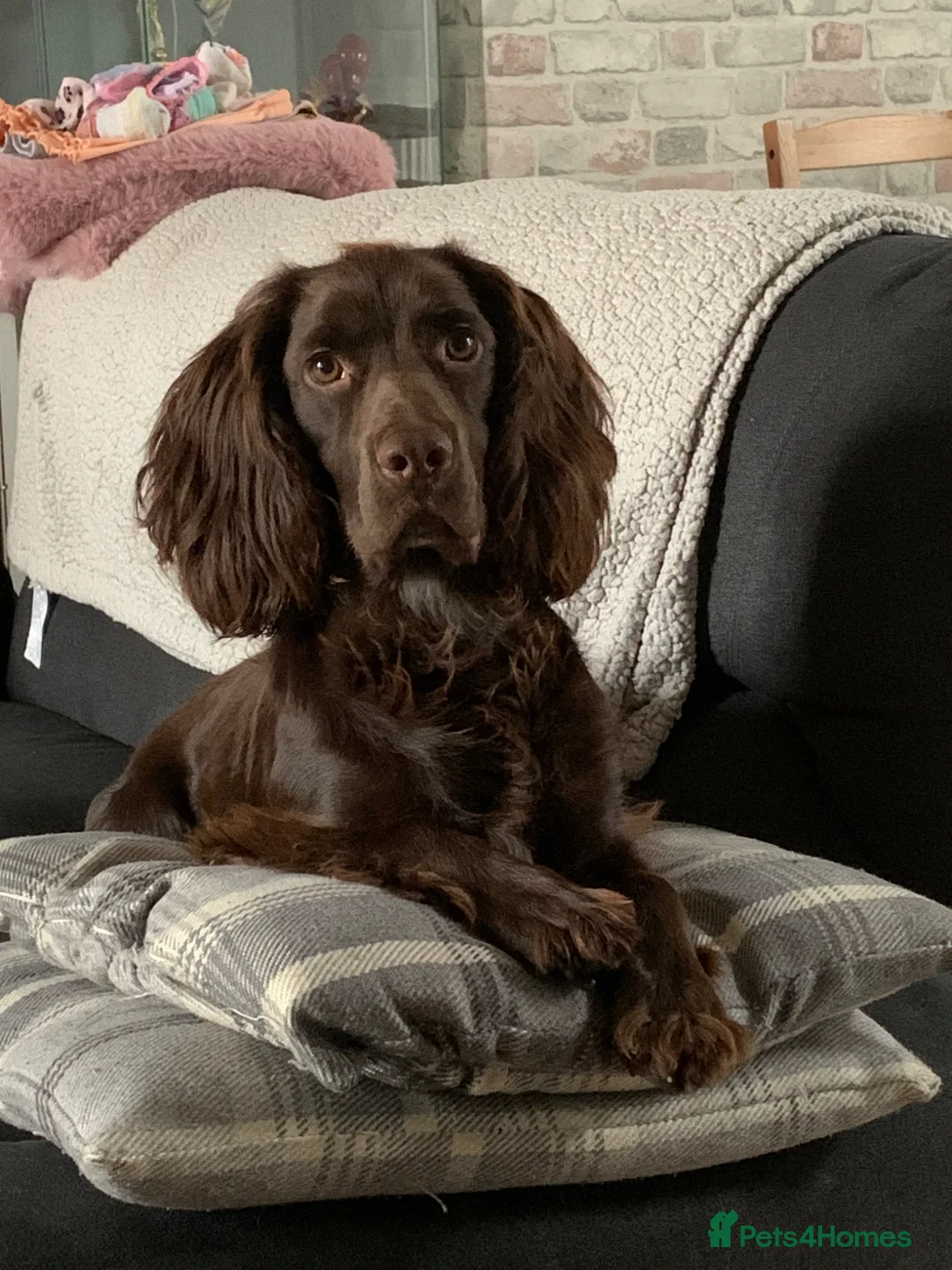 Cocker Spaniel dogs for stud: George  in Walsall - Advert 3