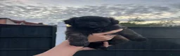 Mixed Breed dogs for sale: Gorgeous Spitzpoo Puppies 🐶 - Advert 9