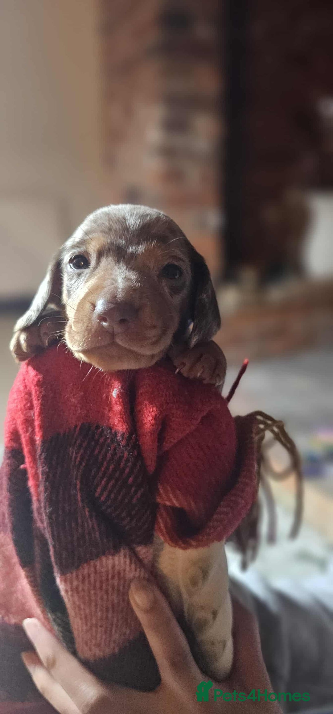 Miniature Dachshund dogs for sale: KC Mini Dachshund Dapple Girls & Boys and Tan Boy - Image 35