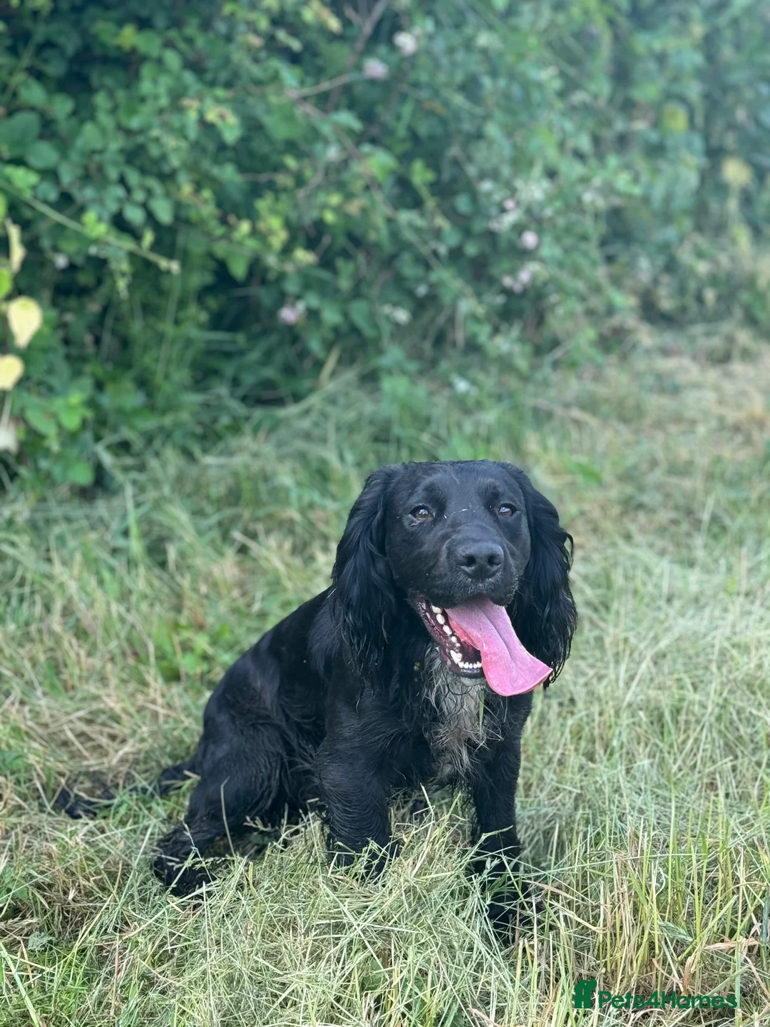 Cocker Spaniel dogs for stud: Working Cocker Spaniel available for Stud  in Chelmsford - Advert 4