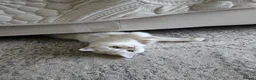 Scottish Fold cats for sale: White/brown Scottish Straight in Bedford - Advert 5