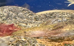 Axolotl reptiles for sale: Adorable Axolotls  - Image 4
