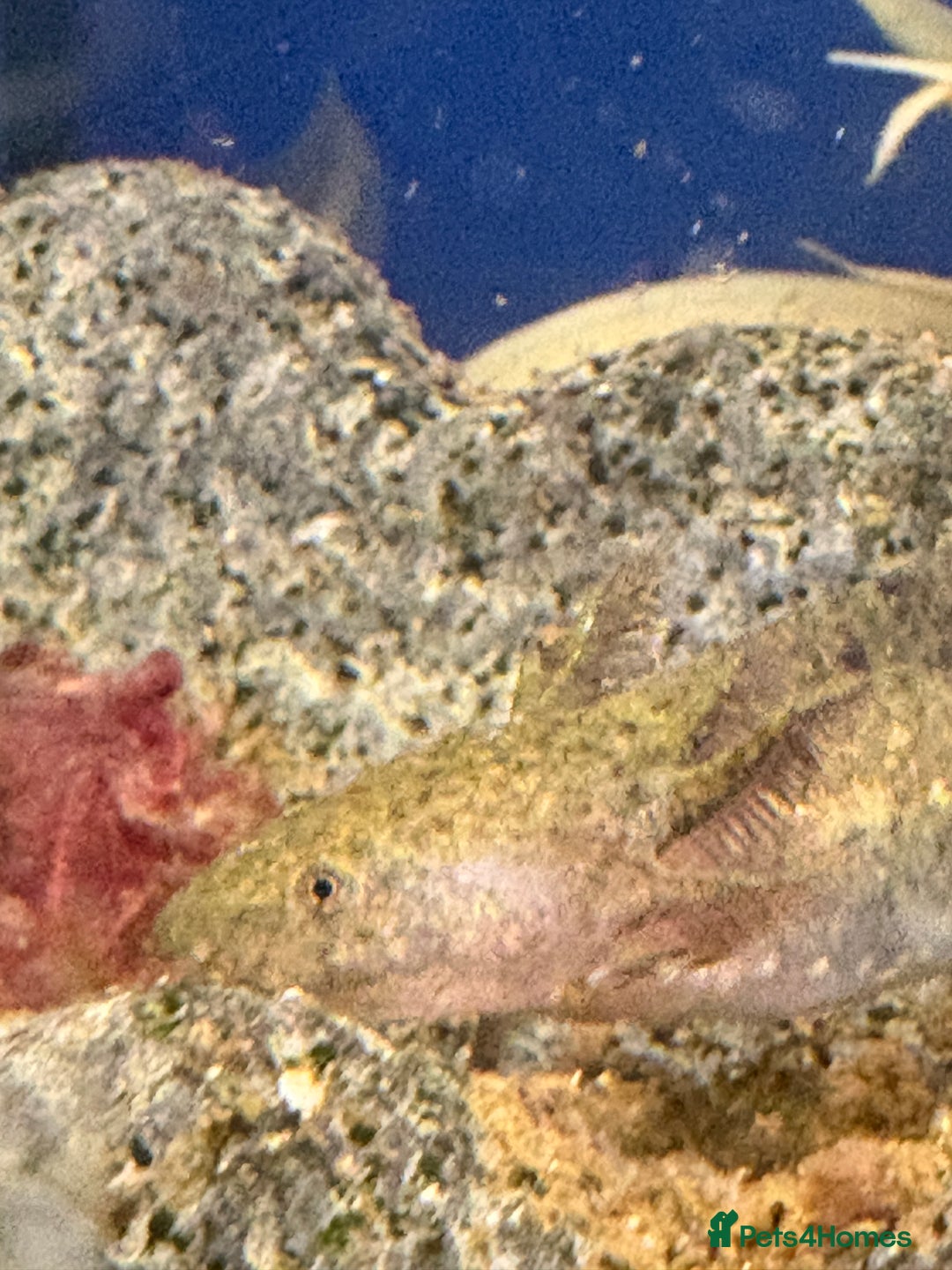 Axolotl reptiles for sale: Adorable Axolotls  - Image 4