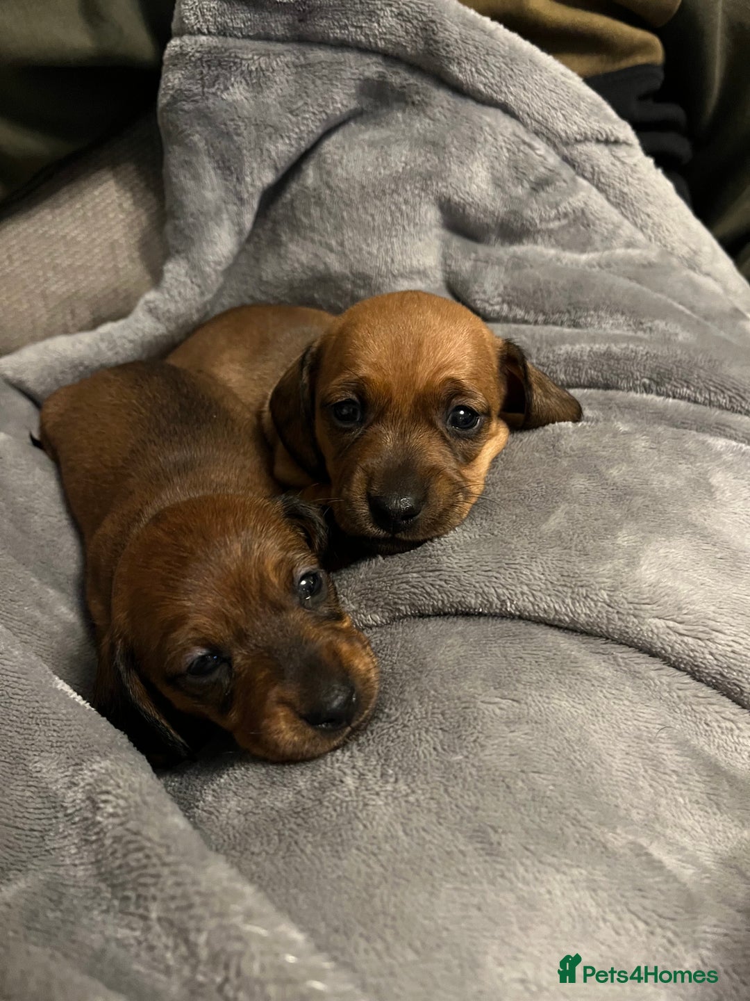 Dachshund dogs for sale: Red dachshund puppies  - Advert 12