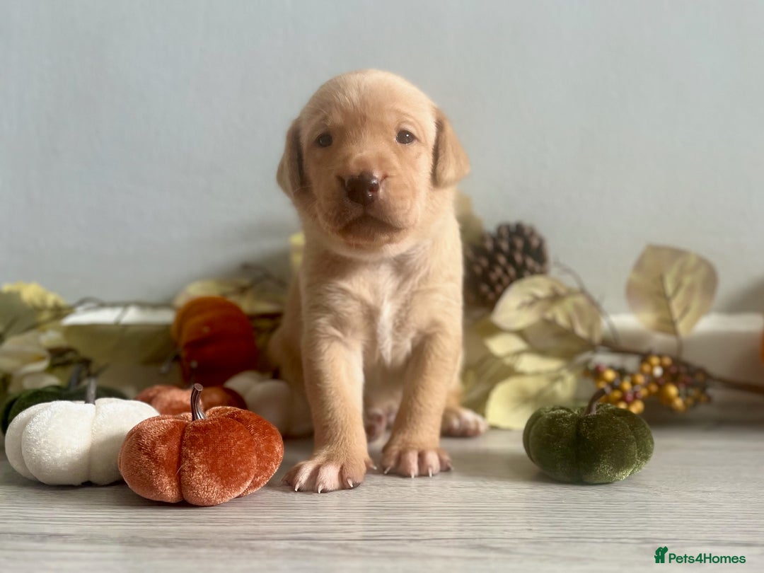 Labrador Retriever dogs for sale: Yellow Labrador Puppies - Image 12