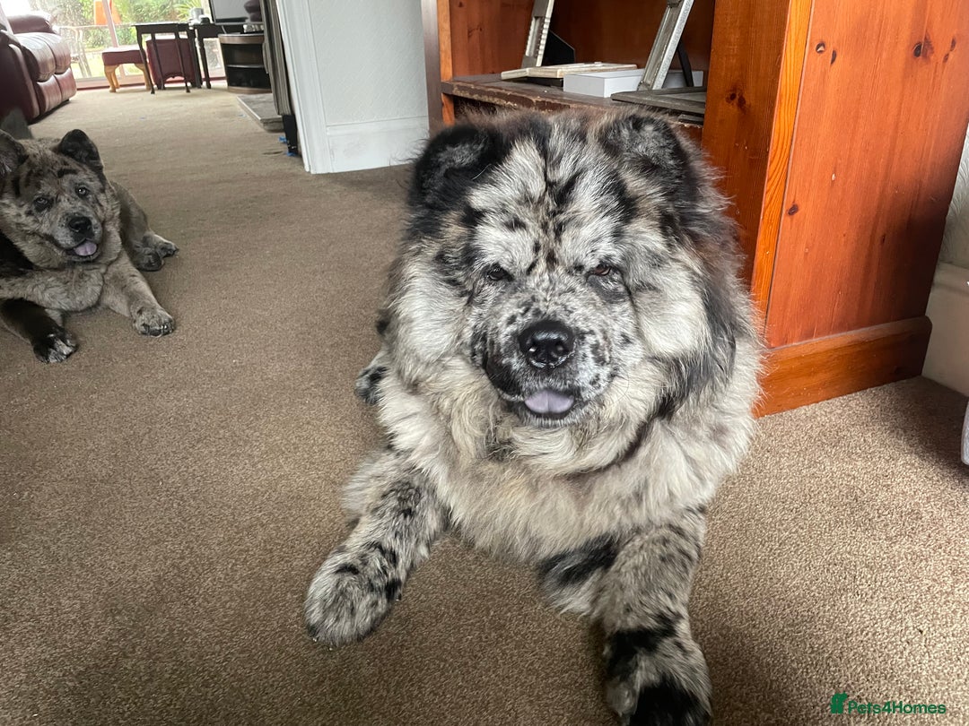 Chow Chow dogs for stud: Zoro Black Merle STUD Carrying Blue 💙 & Choc 🍫 - Advert 3