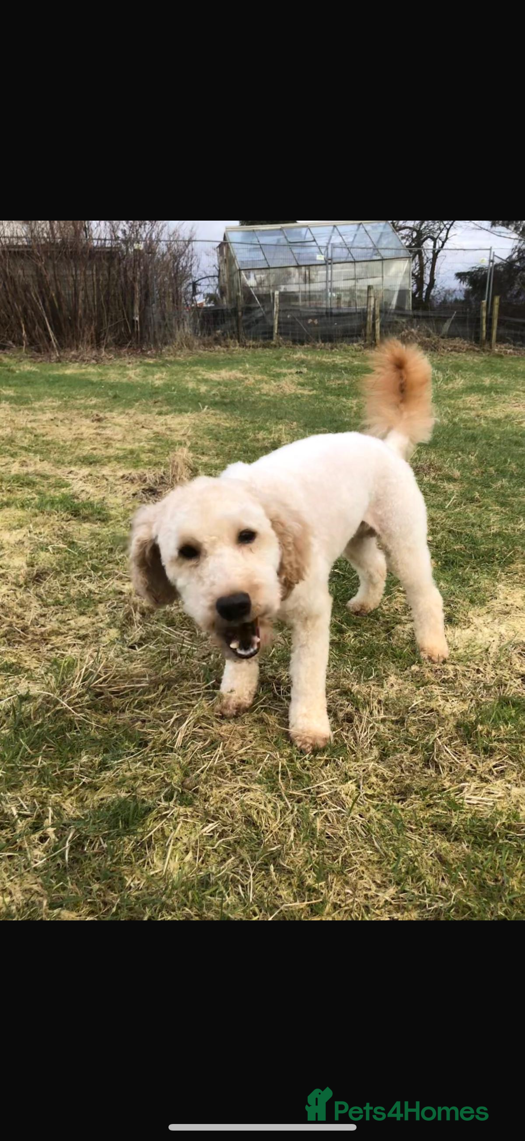 Miniature Poodle dogs for sale: Miniature Poodle male puppy - Advert 3