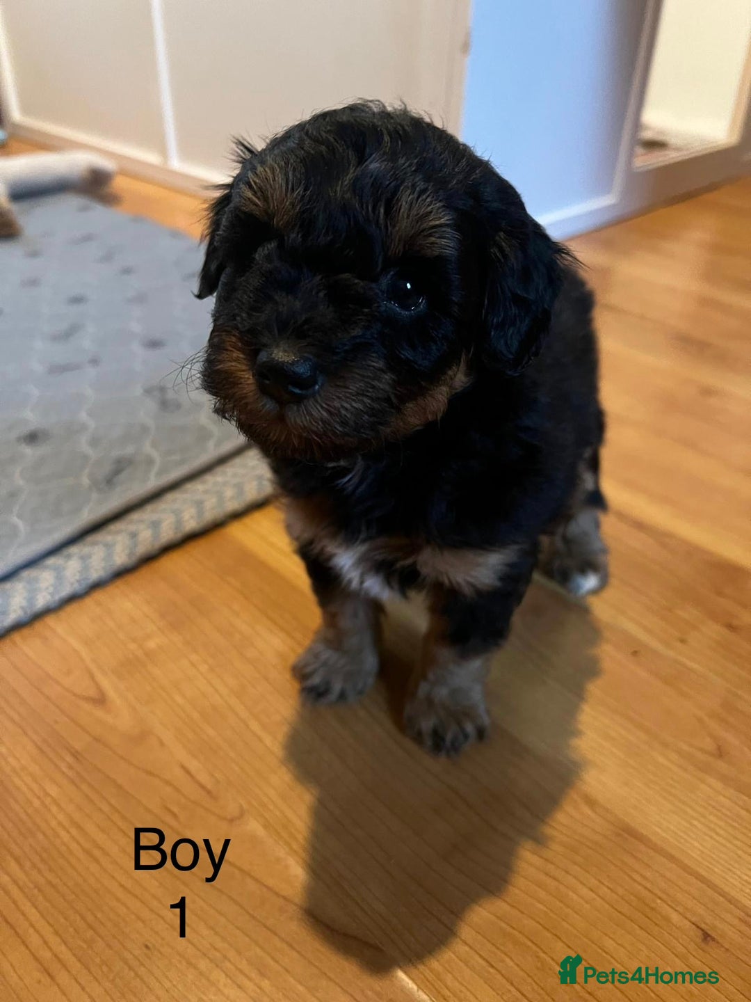 Schnoodle dogs for sale: American Toy Schnoodle Puppies *READY TO GO* - Advert 18