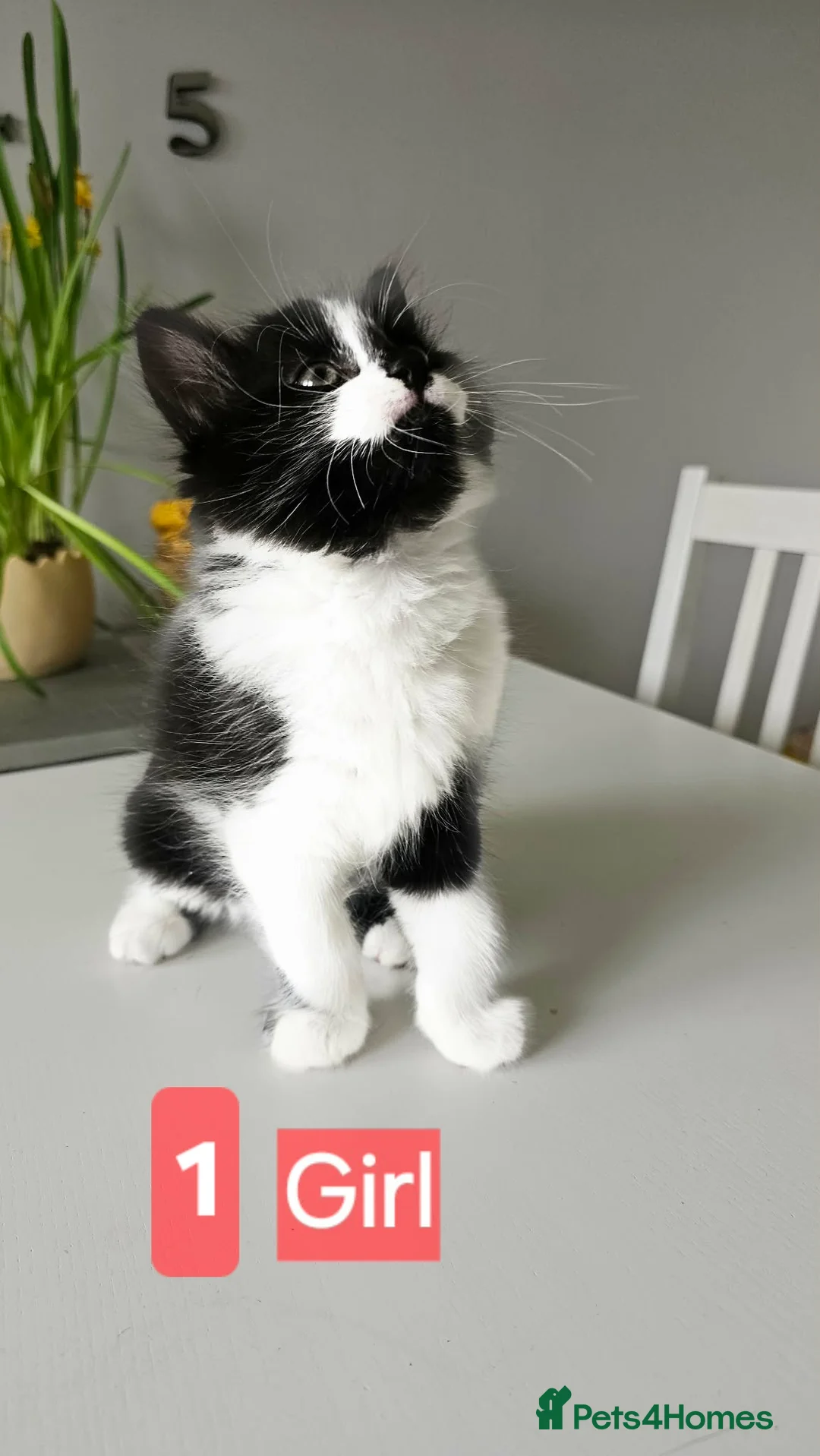 Mixed Breed cats for sale: ADORABLE FLUFFY KITTENS LOOKING FOR THEIR NEW HOME - Advert 2