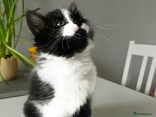 Mixed Breed cats ADORABLE FLUFFY KITTENS LOOKING FOR THEIR NEW HOME - Advert 3