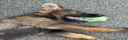 German Shepherd dogs for sale: Exceptional KC Reg Czech Working Line GSD Puppies - Advert 22