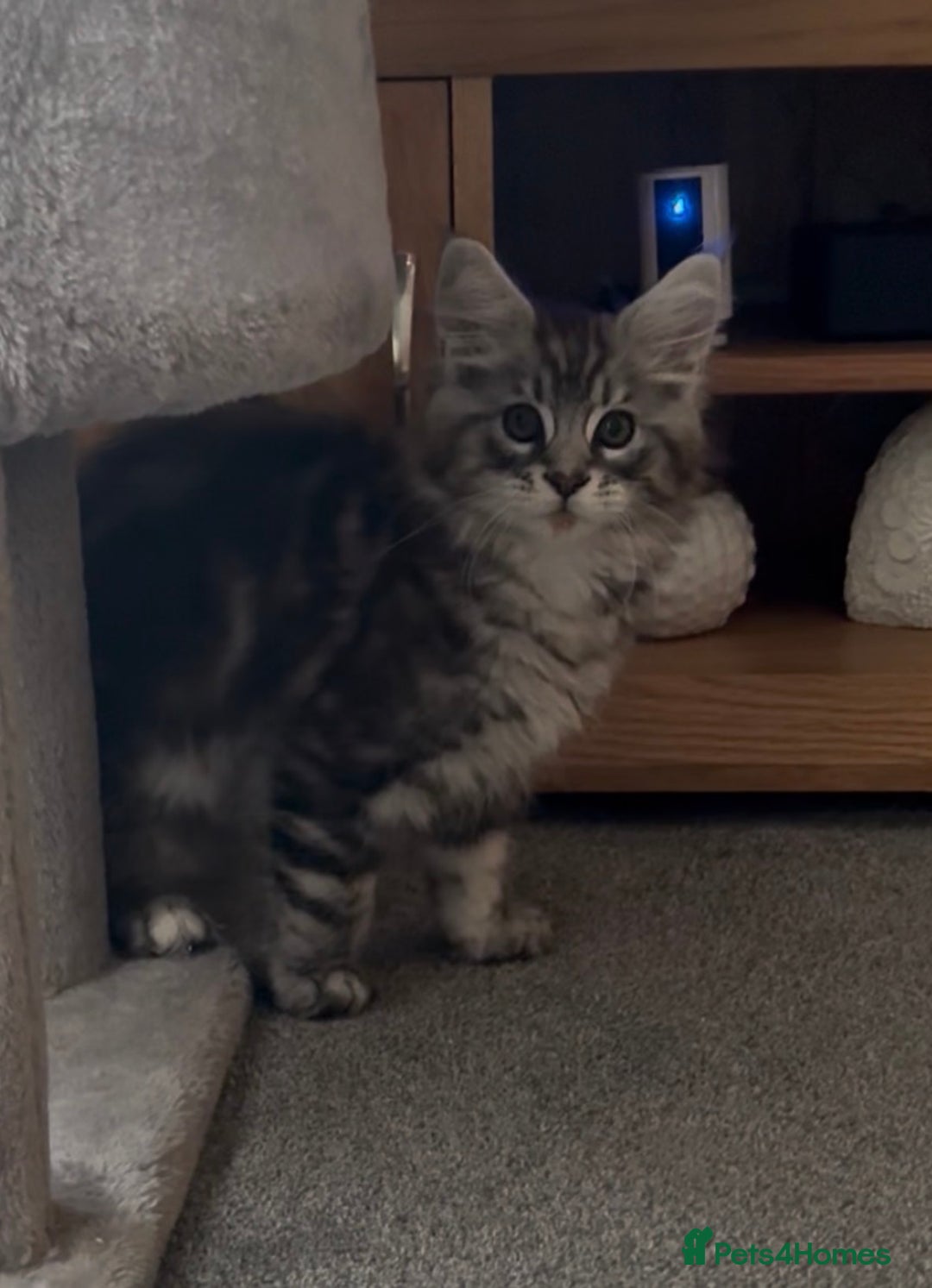 Maine Coon cats for sale: Ready to leave quality Maine coon kittens - Advert 34