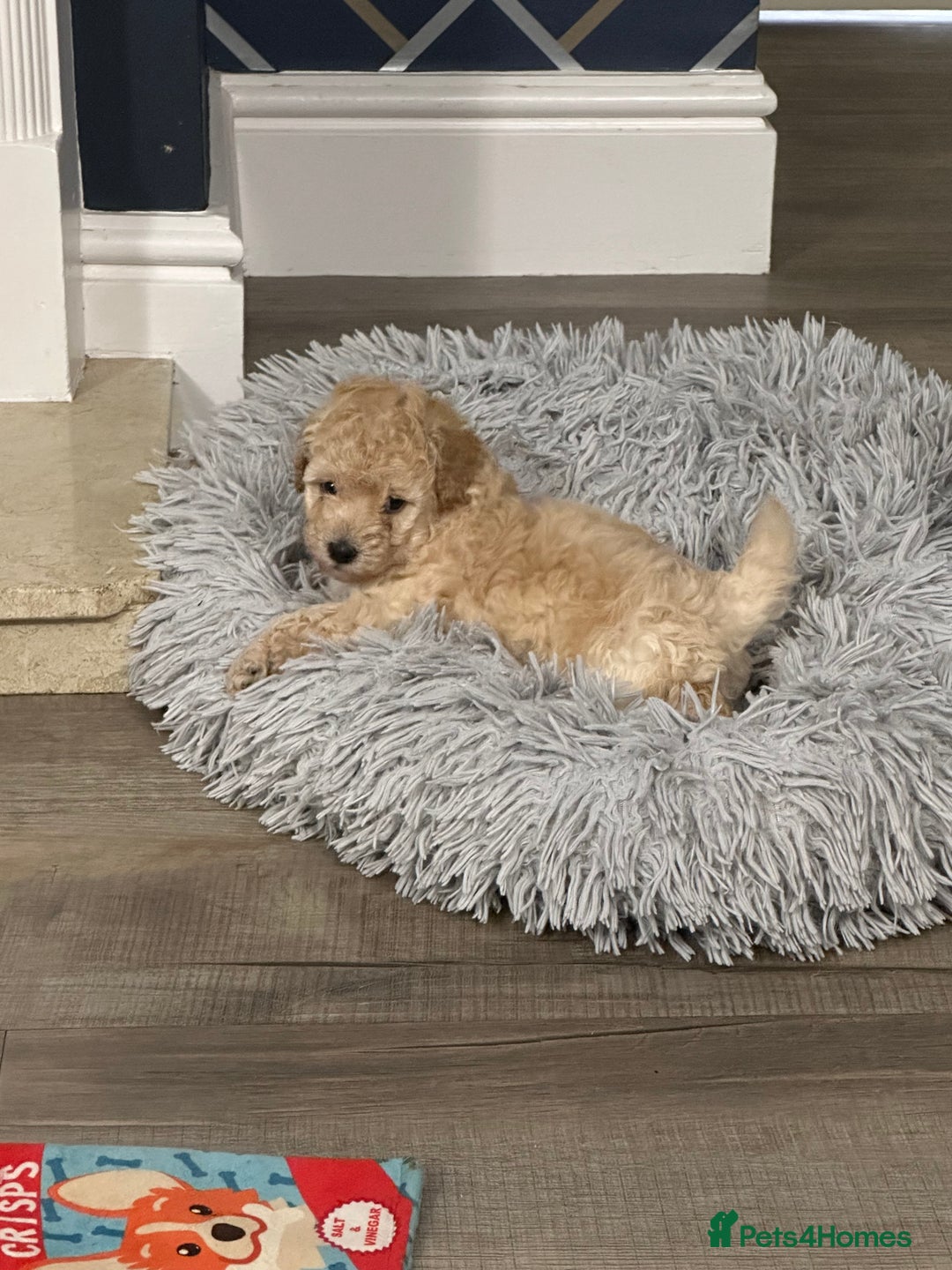 Toy Poodle dogs for sale: Toy Poodle Puppies - Extensively Health checked  - Image 5