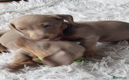 Dachshund dogs for sale: Miniature Isabella daucsunds for sale - Image 10