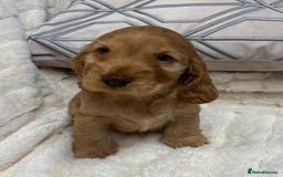 Cocker Spaniel dogs for sale: KC Reg Cocker Spaniel Puppies - Image 7
