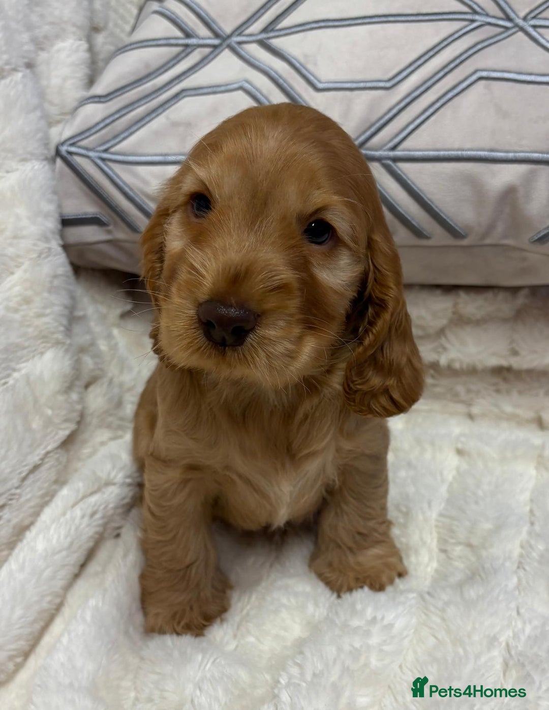 Cocker Spaniel dogs for sale: KC Reg Cocker Spaniel Puppies - Image 7
