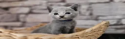 Russian Blue cats for sale: Pure Russian Blue kittens for sale 💙  - Advert 16