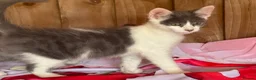 Mixed Breed cats for sale: 2 grey and white boys Ragdoll x - Advert 11