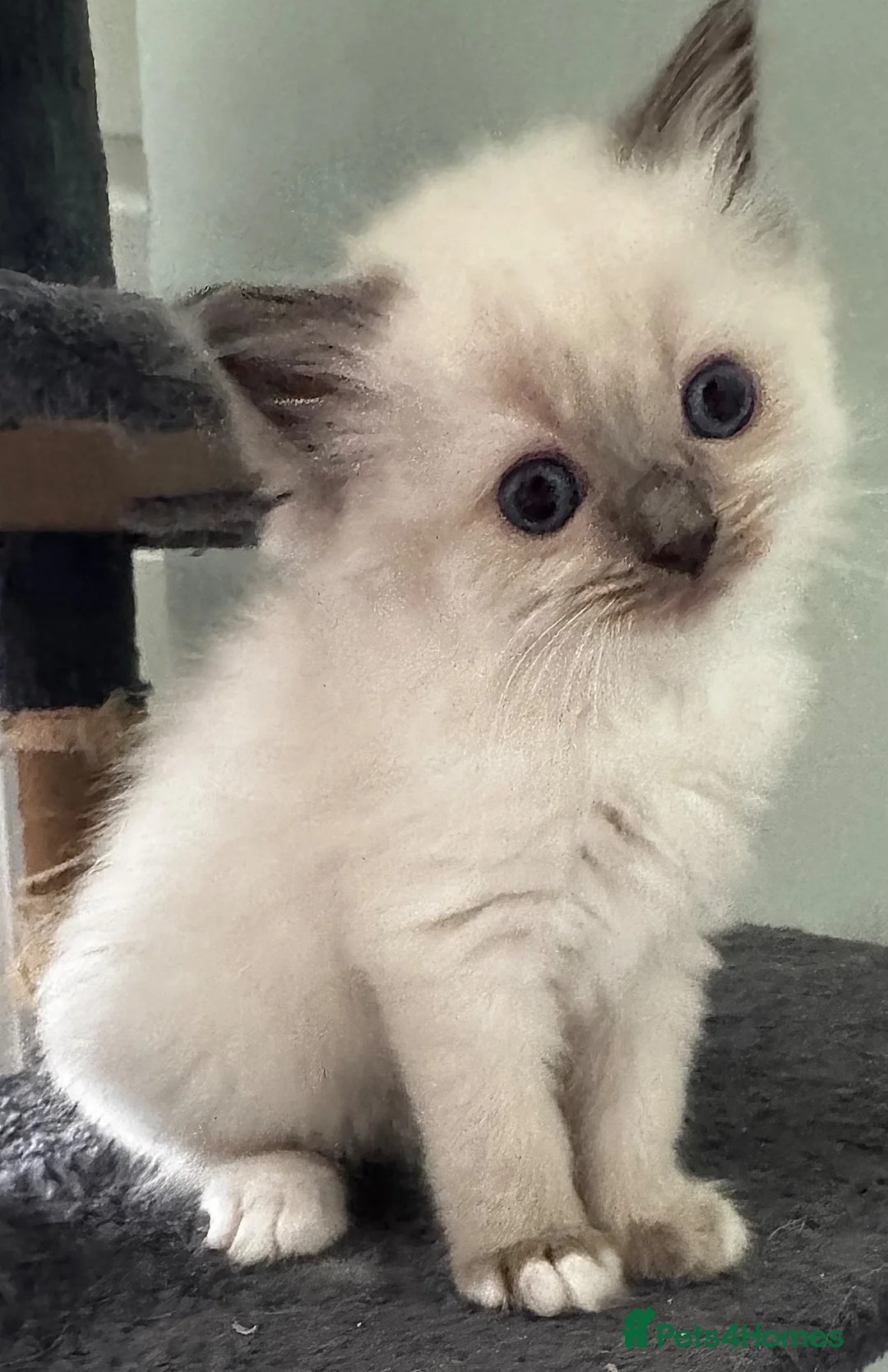 Ragdoll cats for sale: Beautiful Pedigree Ragdoll Kittens  - Advert 21