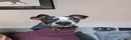Whippet dogs for sale: Fly needs a new family  in Oldham - Advert 3